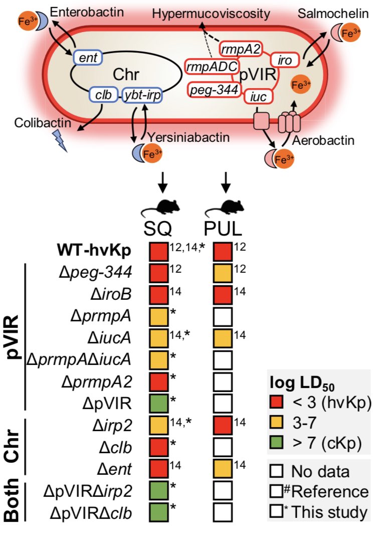 Francois Lebreton (@fr_lebreton) on Twitter photo Our new paper with Tom Russo’s lab is out in <a href="/eBioMedicine/">eBioMedicine – The Lancet Discovery Science</a> We took out individual genes, combinations, or the whole virulence plasmid to measure their relative contribution in K. pneumoniae hypervirulence #hvkp <a href="/KlebClub/">Klebsiella Club</a> sciencedirect.com/science/articl… Our new paper with Tom Russo’s lab is out in <a href="/eBioMedicine/">eBioMedicine – The Lancet Discovery Science</a> We took out individual genes, combinations, or the whole virulence plasmid to measure their relative contribution in K. pneumoniae hypervirulence #hvkp <a href="/KlebClub/">Klebsiella Club</a> sciencedirect.com/science/articl…