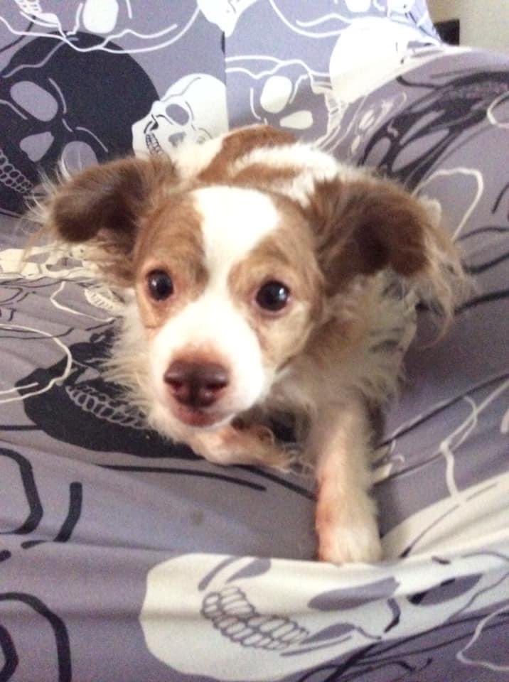 Happy National Dog Day!
#nationaldogday #dogsofx #dogsoftwitter #dogs 🌈