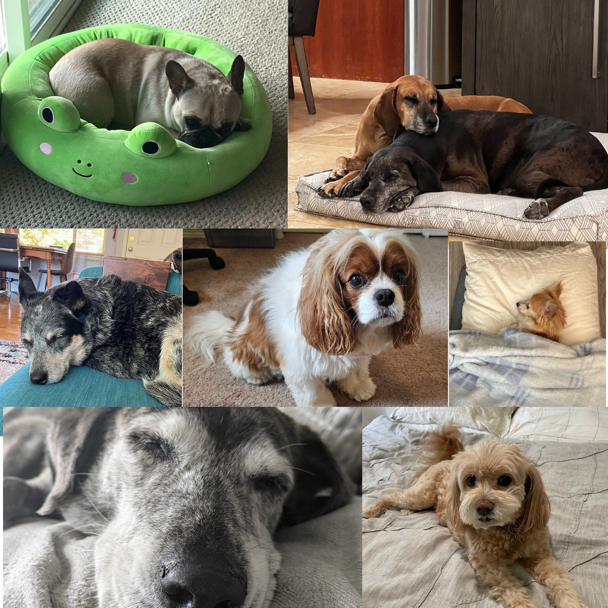 VoxusPR's tweet image. 🐾 Happy International Dog Day from Voxus PR! 🐶

We're celebrating the "dog days of summer" with some of our friendliest (and furriest) team members. These office pups are keeping it pawsitive!

#InternationalDogDay #DogDaysofSummer #VoxusPR