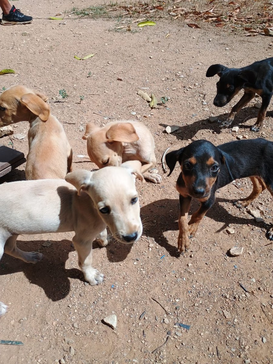 Hermosos cachorritos en adopción. El tutor de la mamá solicita apoyo para darlos en adopción y esterilizar a la mamá. Es una persona de la tercera edad. #adopta #islademargarita