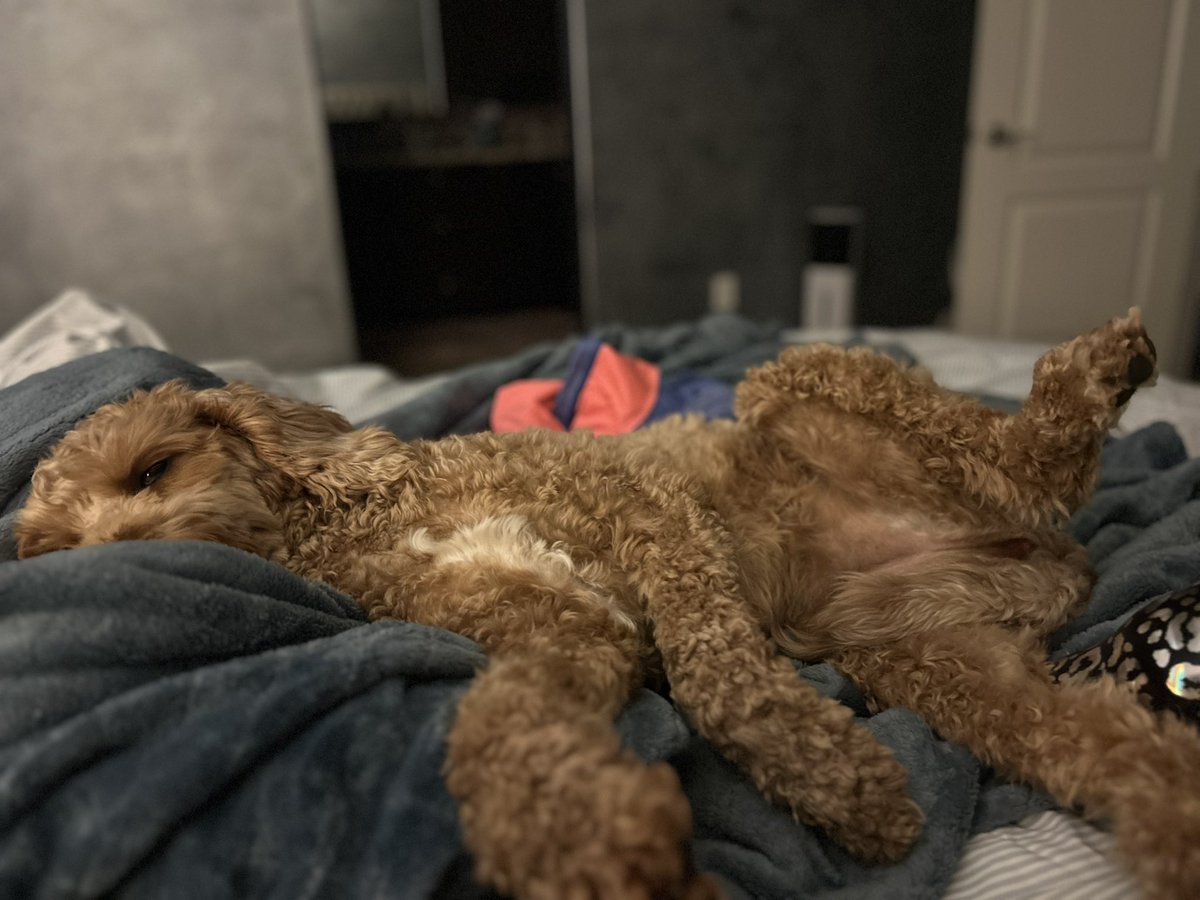 kim_sprott's tweet photo. @ProjectLincoln @gtconway3d #LincolnPets https://t.co/mKPruIXWlG