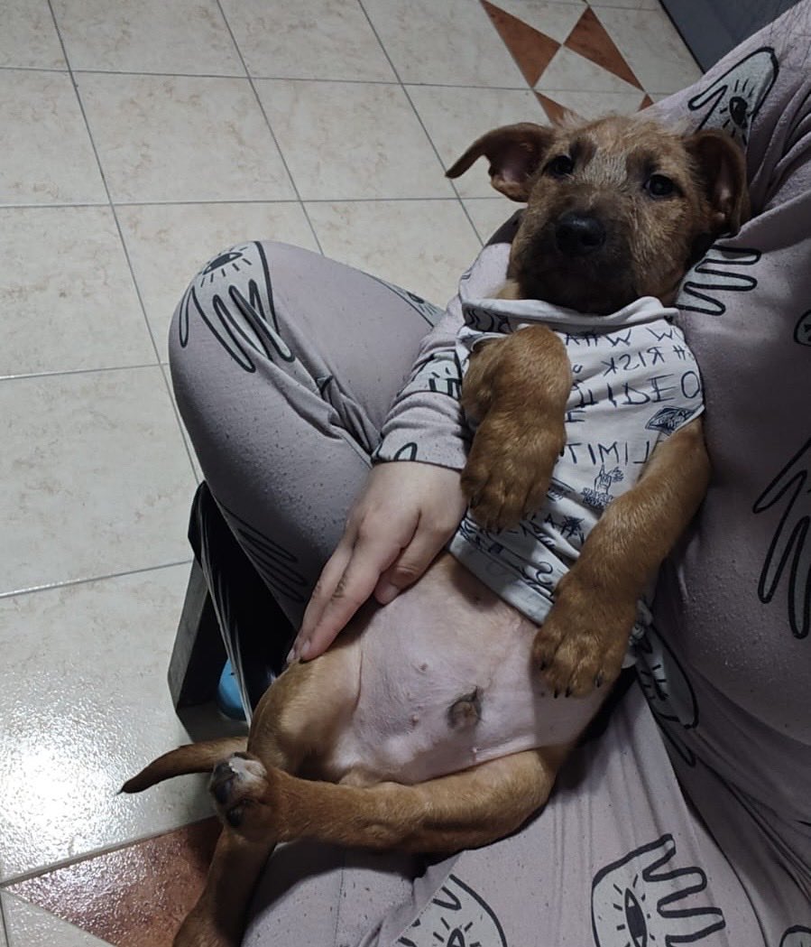 LaReinaDeLosHurones🇺🇦 tweet media