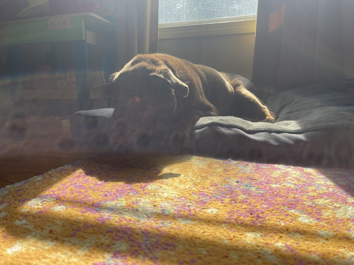 nathan_james's tweet photo. R. I. P. Sarge 🖤🖤🖤 https://t.co/gE7qpW8Vsa