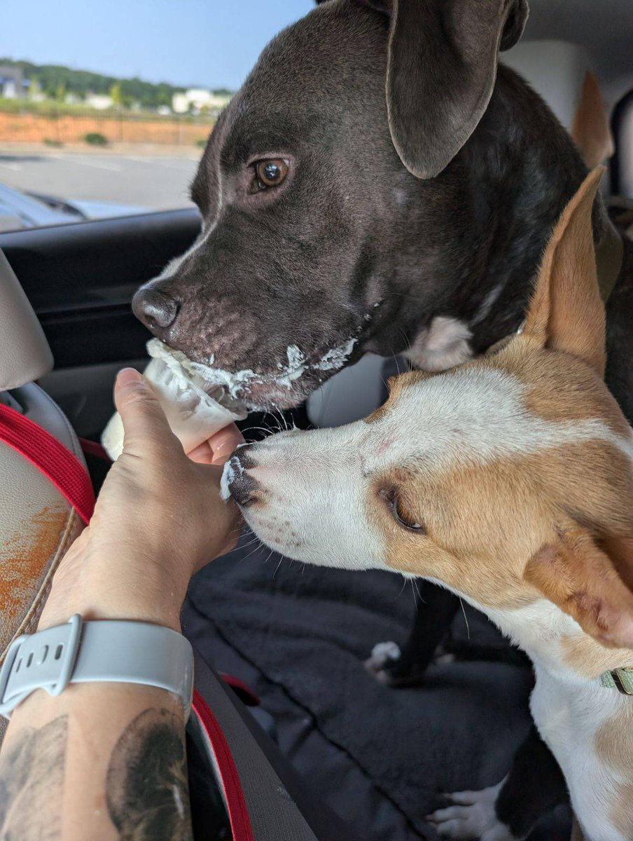 DustinChase49's tweet photo. From drain pipe to pup cup. We’re so blessed we rescued each other. #nationaldogday https://t.co/tEgX8G0uK1