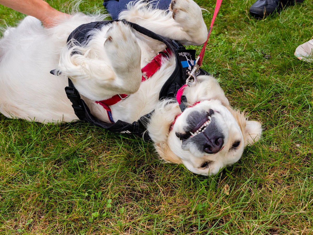DedhamThrives's tweet photo. Because we couldn't close out the day without celebrating #NationalDogDay by showing some love to our very own Community Resource Dog, Ruby!
@DedhamPD
#DedhamMA #DedhamThrives #CommunityResourceDog #gofi https://t.co/lzYTuXnaGL