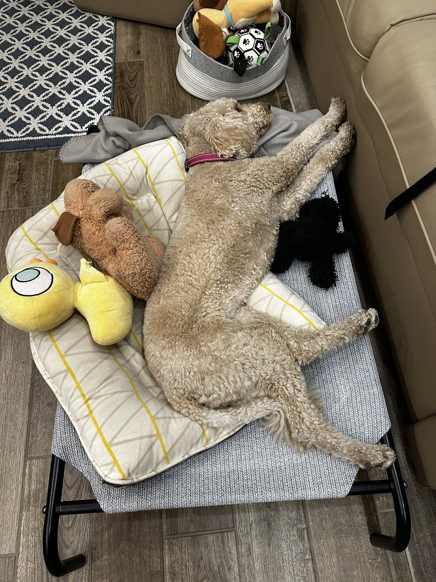 MandMHitTheRoad's tweet photo. Happy National Dog Day from Daisy!
Letβs see your dog pics, tag us in your pics!
#nationaldogday #dogday #goldendoodle #daisythedog #daisy #rvdogs #mandmhittheroad https://t.co/jt2RTVVFlc