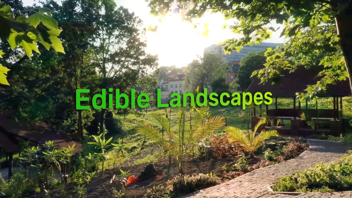 PostHarvest_'s tweet photo. NEW VIDEO💡 Edible Landscapes are changing the way we grow food in urban areas! 🍎

Watch https://t.co/cVMR4UcvvR https://t.co/xdUFSXRD3u