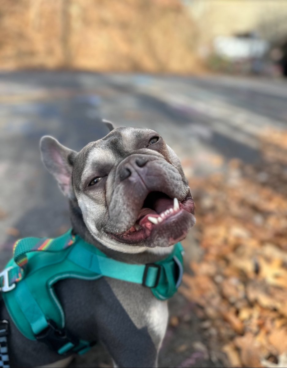 notahorror's tweet image. national dog day btw
1 like = 1 xtra pet 
1 reply = 1 xtra minute of playing 
1 repost = 1 xtra treat