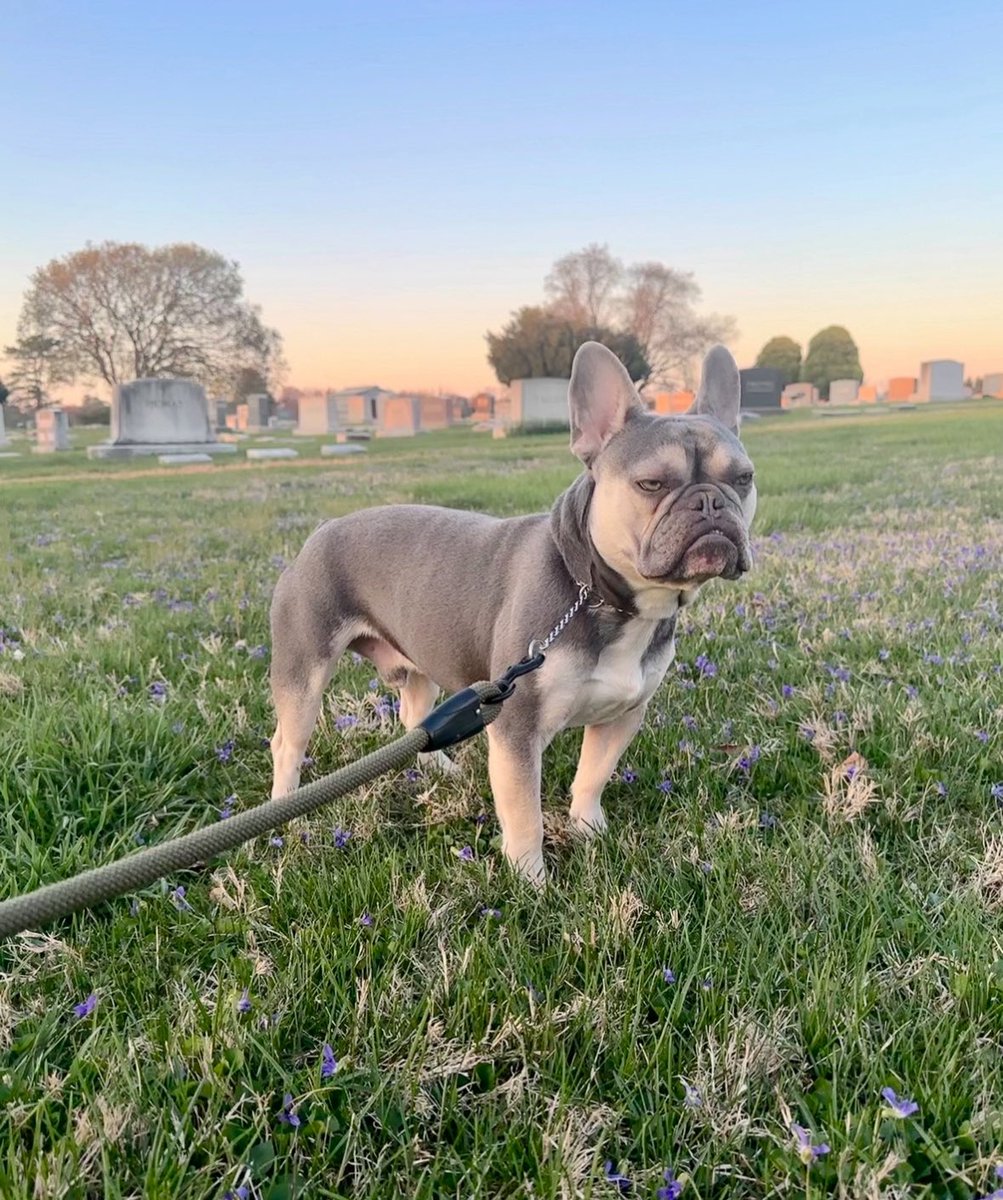 notahorror's tweet image. national dog day btw
1 like = 1 xtra pet 
1 reply = 1 xtra minute of playing 
1 repost = 1 xtra treat