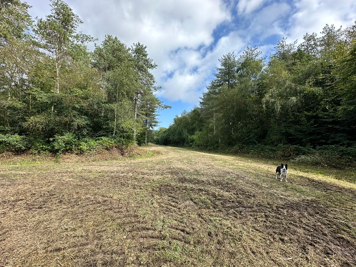Something is going very, very wrong with woodland ride management by <a href="/ForestryEngland/">Forestry England</a> in East Kent. The last few days have seen miles of rides full of flowers in FC owned blocks of Orlestone Forest SSSI shorn down to billiard table length like this.