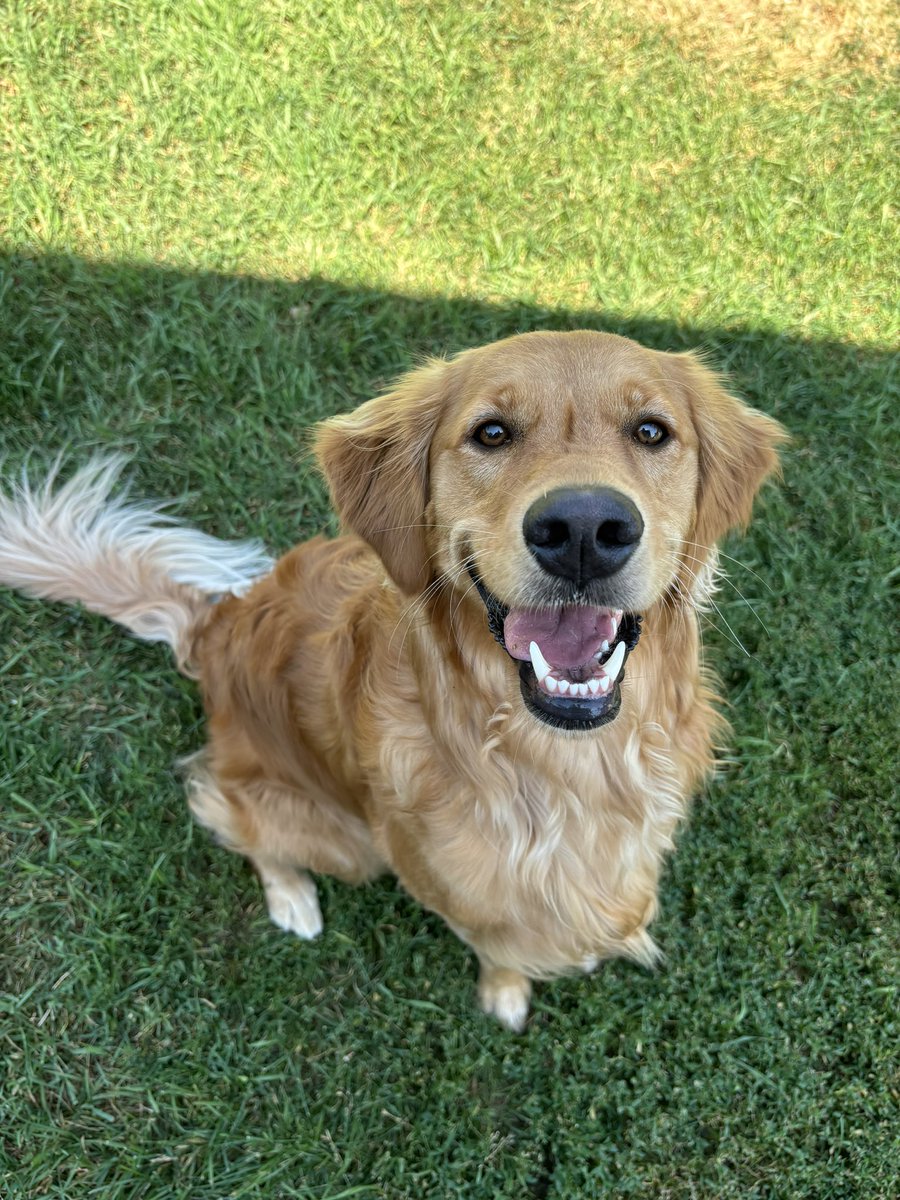 Happy #nationaldogday to my kids 🫶🏼🐾