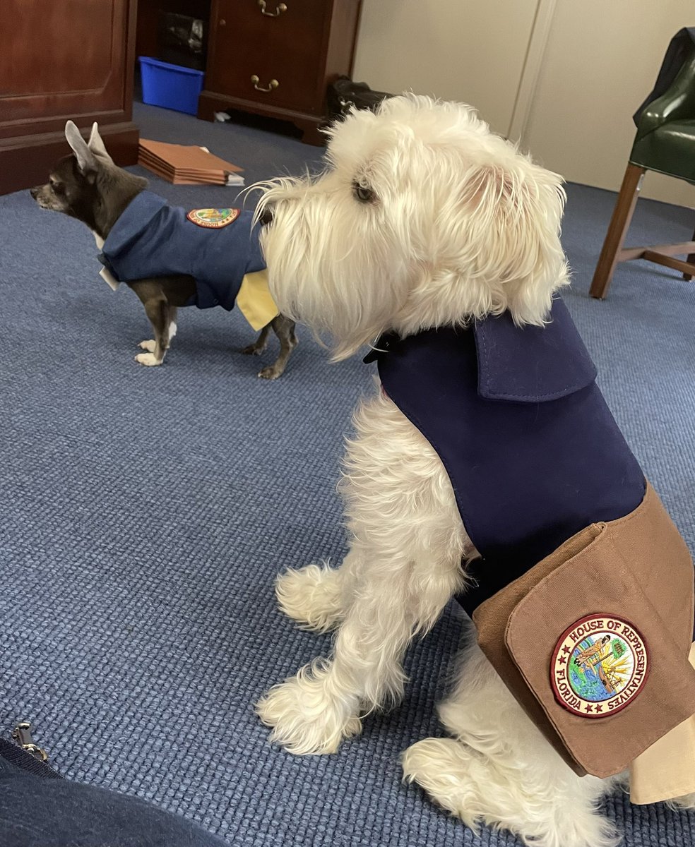 Paging all dog lovers! Have we got a message for you: Every day is #NationalDogDay in the <a href="/myflhouse/">Florida House of Representatives</a>!
