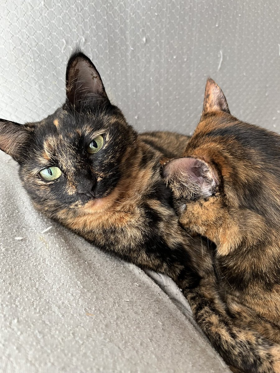 chi__yasu818's tweet photo. 我が家の末っ子
今では1番の巨体なのに子猫時代から
あんみつに甘えん坊なのが変わってないから
子猫の時の感覚のまま甘えて
たまにあんみつが戸惑ってんの笑う https://t.co/CpXHNfjXhI