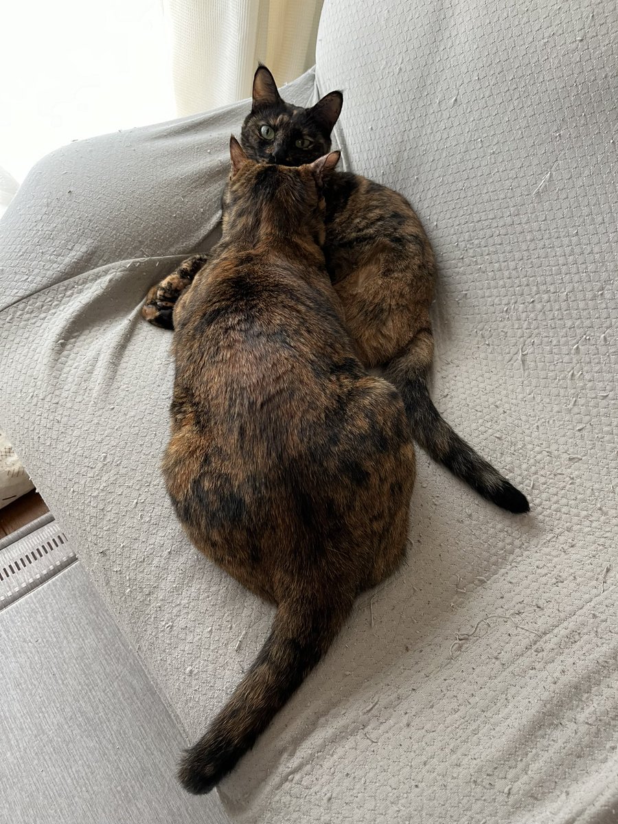 chi__yasu818's tweet photo. 我が家の末っ子
今では1番の巨体なのに子猫時代から
あんみつに甘えん坊なのが変わってないから
子猫の時の感覚のまま甘えて
たまにあんみつが戸惑ってんの笑う https://t.co/CpXHNfjXhI