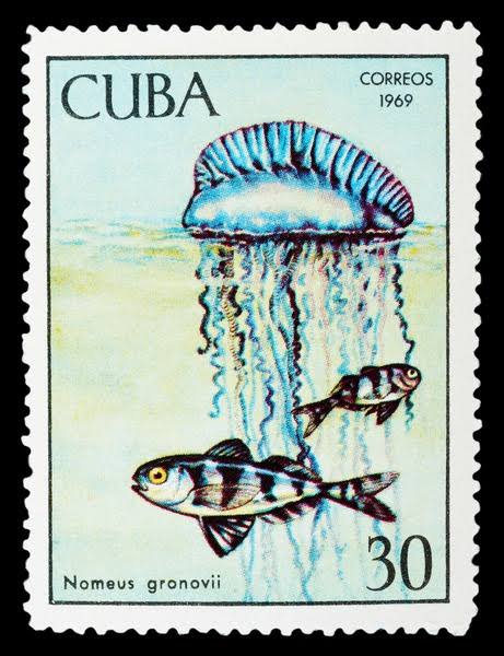 Nomeus gronovii is one of my favorite fishes!! It's a small fish that lives in the open ocean so forms a symbiosis with siphonophores, living among their stinging  tentacles for protection. The genus name, 'Nomeus' means shepherd and it's nice and poetic! Love it, no notes.