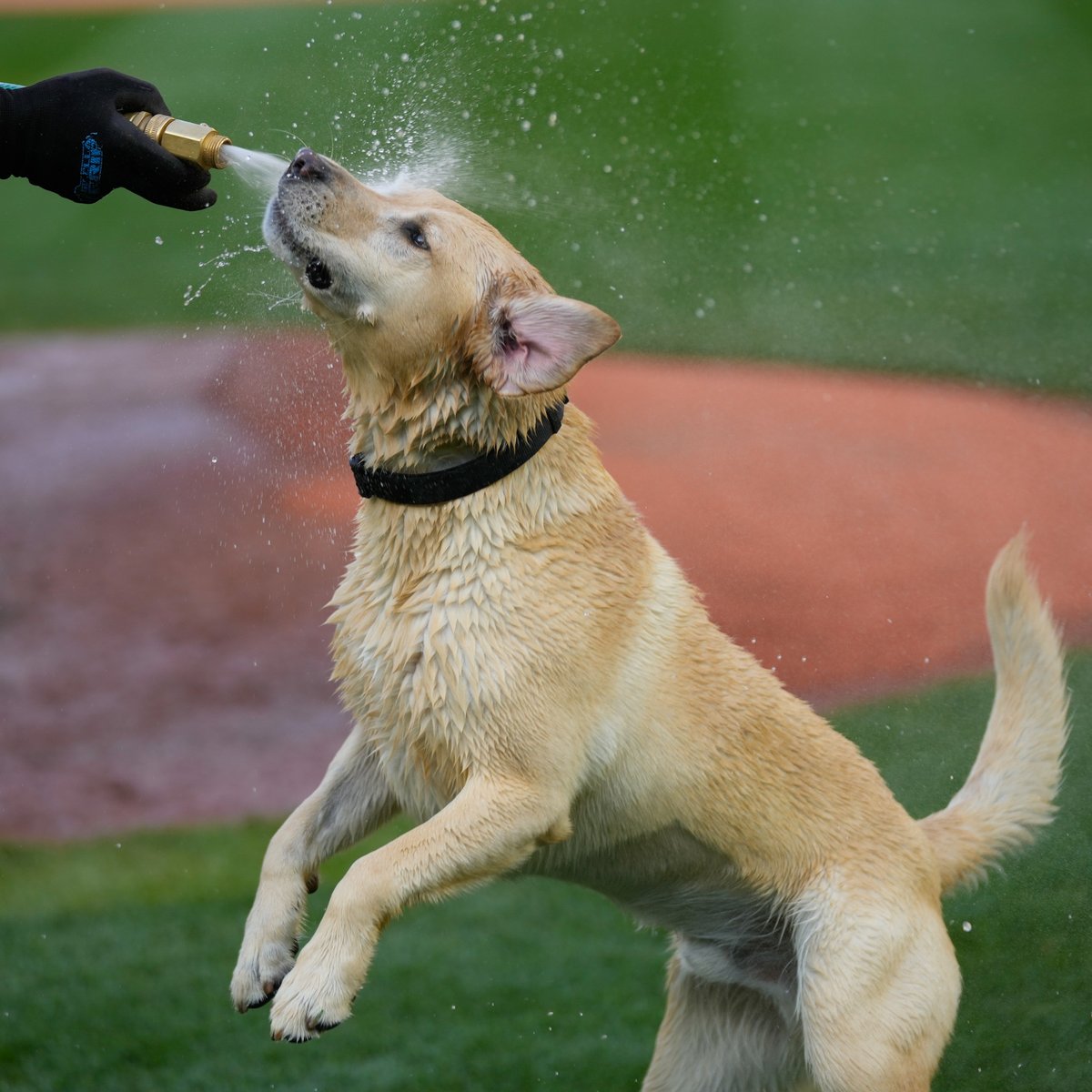 Tucker the Mariners Pup tweet media