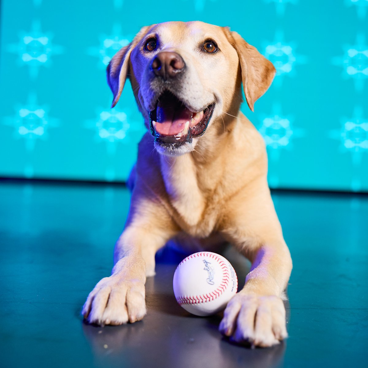 Tucker the Mariners Pup tweet media