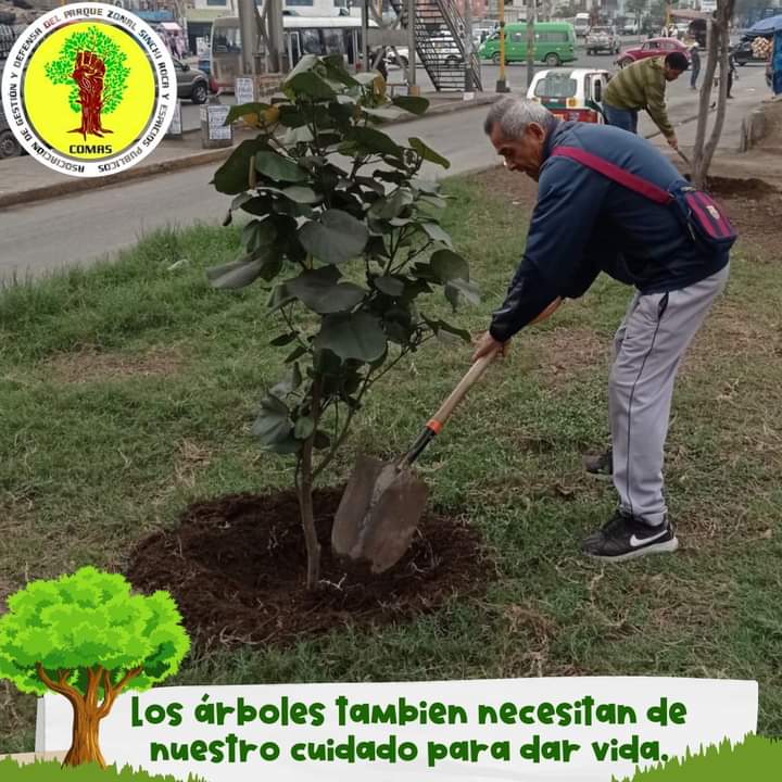 AGEDEPSINCHI's tweet photo. 🌳Los #árboles también necesitan de nuestro cuidado para dar vida a nuestro planeta. #Comas #Collique #LimaNorte https://t.co/kB4yEbm3EK