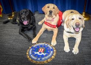 FBISanFrancisco's tweet image. Happy #NationalDogDay to our #FBI K9s and all the dogs working to keep us safe! At the FBI, our #K9Partners help protect our country by supporting victims of crime and assisting FBI staff like bomb techs and the FBI Police. Learn more: ow.ly/jJRL50T745G