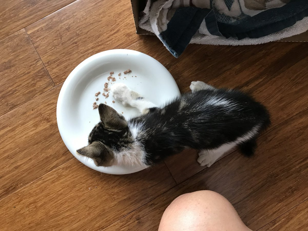 Baby Bula on the day he was found 😺