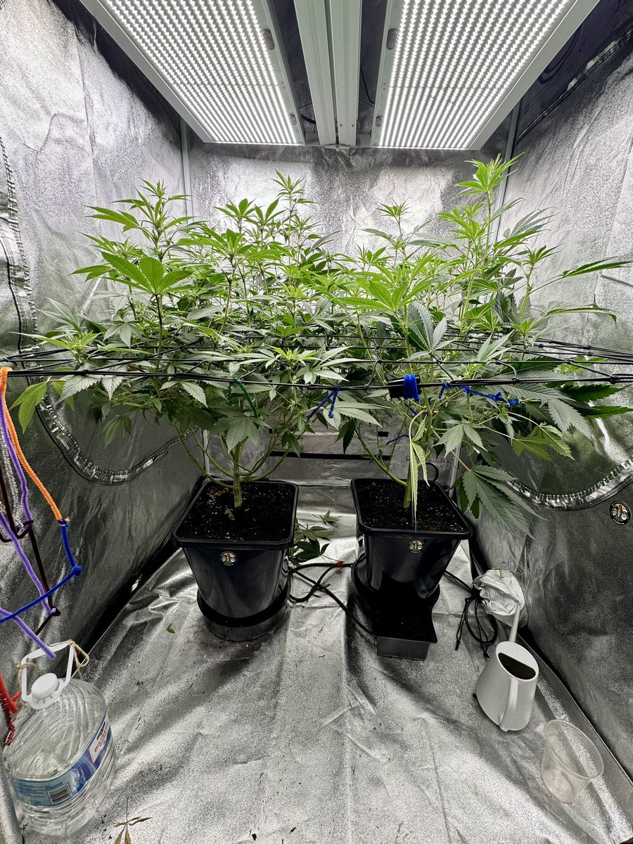 DopeDiscussions's tweet photo. Check out these babies https://t.co/KNyNIAPVIm