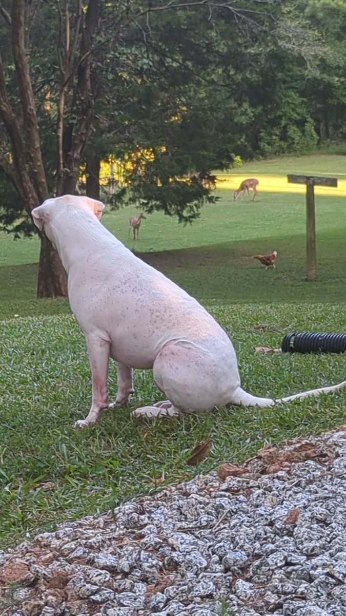 I wonder what my dog is thinking 🤔