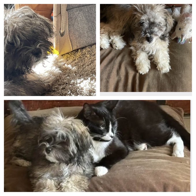 Oh my goodness. I had no idea today was international dog day!  Let's see those pups 🙌💜😉  #InternationalDogDay<a href="/tag/internationaldogday"class="tags"><span>#internationaldogday</span></a>