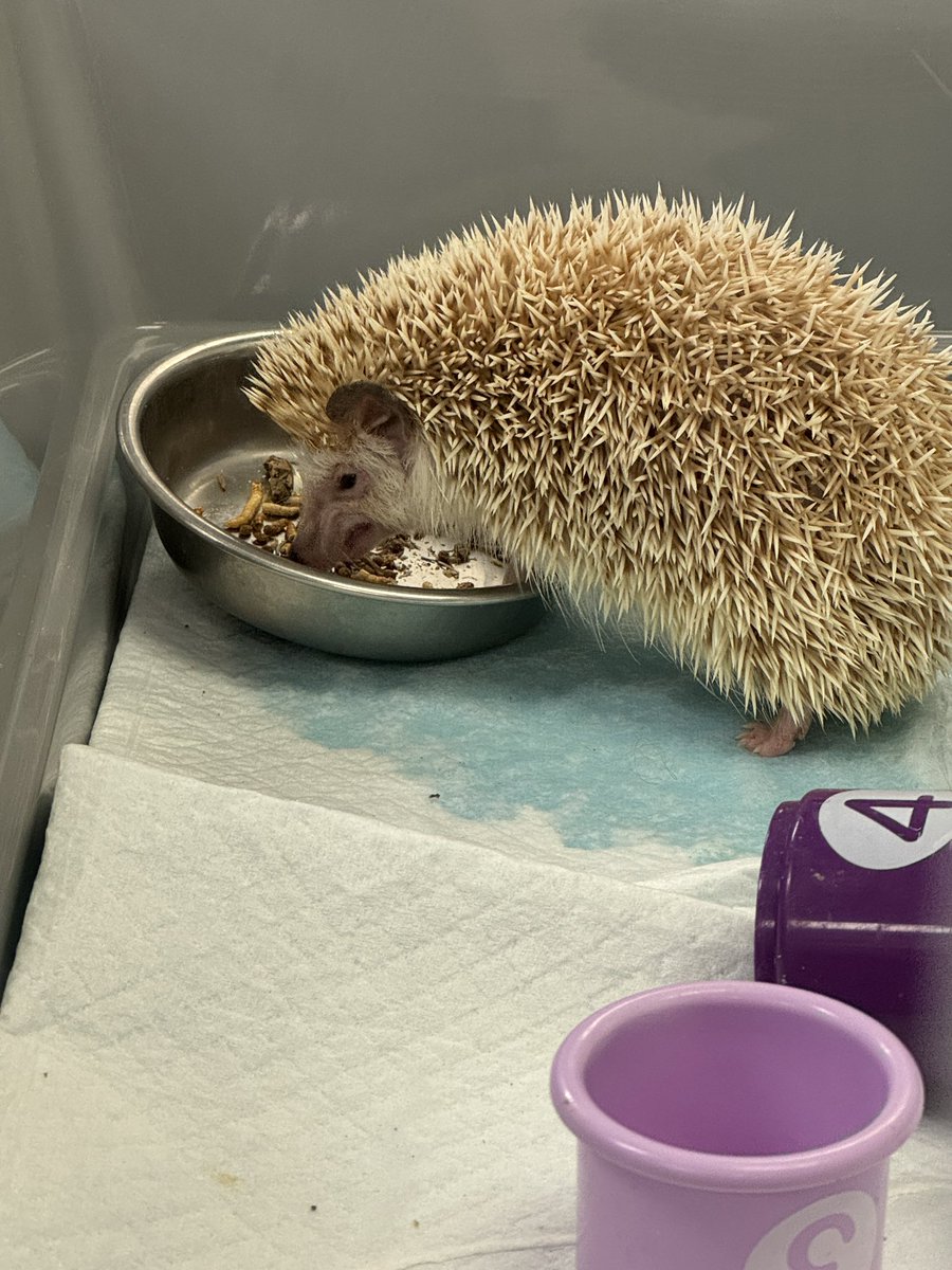 TeachwithChar's tweet image. Today, my students met Sonic, our classroom&apos;s prickly guest! 🦔 For many, it was their first time seeing a hedgehog up close. Both Sonic and the students had a blast—especially when extra treats were involved! #ScienceClass #Hedgehog #STEMFun @rwestjh @RichardsonISD