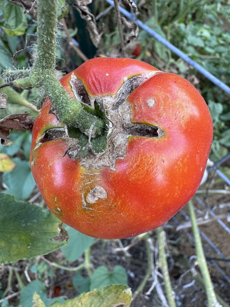 Water… I need water. End of summer drought causing unsightly damage to garden tomatoes. To prevent splitting, maintain more consistent soil moisture by watering regularly and avoiding sudden changes; mulching will also help prevent splitting #Tomato