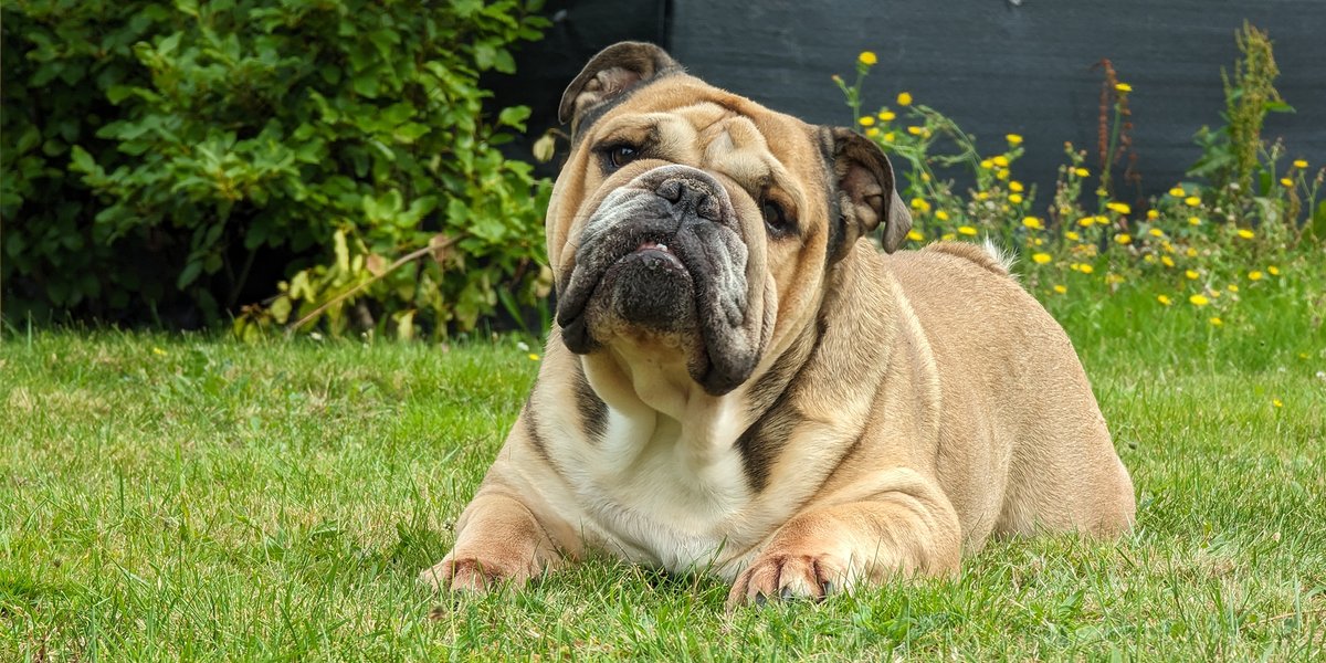 madebygoogle's tweet photo. Every dog has its day, and that day is TODAY. #TeamPixel, drop your pics for #NationalDogDay 👇
  
 📷 : 
bjthemole (IG)
nerechebe (IG)
flogardan (IG)
oanhworld (IG) https://t.co/z5uiOyegnj
