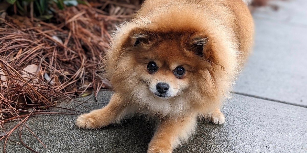 madebygoogle's tweet photo. Every dog has its day, and that day is TODAY. #TeamPixel, drop your pics for #NationalDogDay 👇
  
 📷 : 
bjthemole (IG)
nerechebe (IG)
flogardan (IG)
oanhworld (IG) https://t.co/z5uiOyegnj