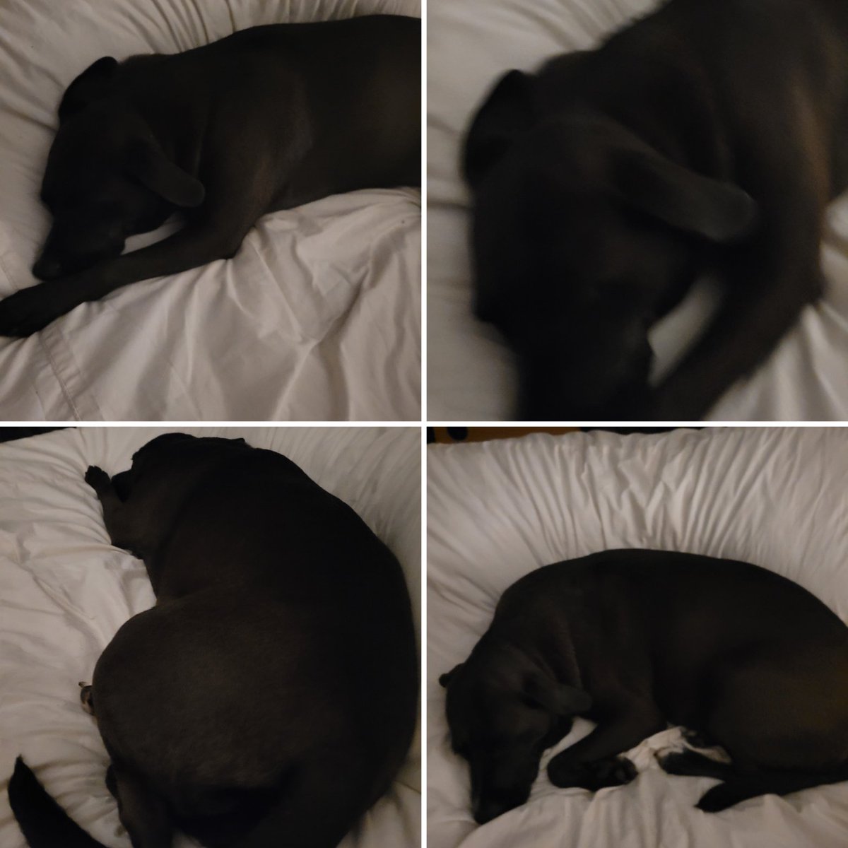 J. Magennis tweet media