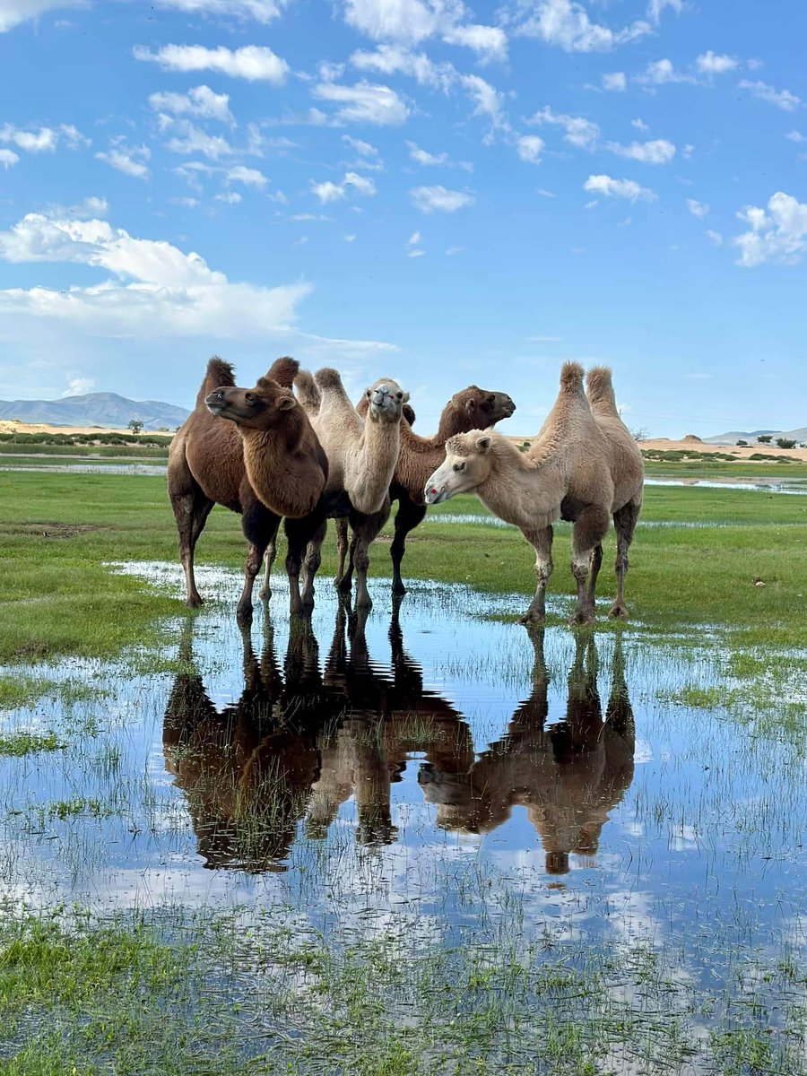 Өглөөний мэнд Элсэн тасархай