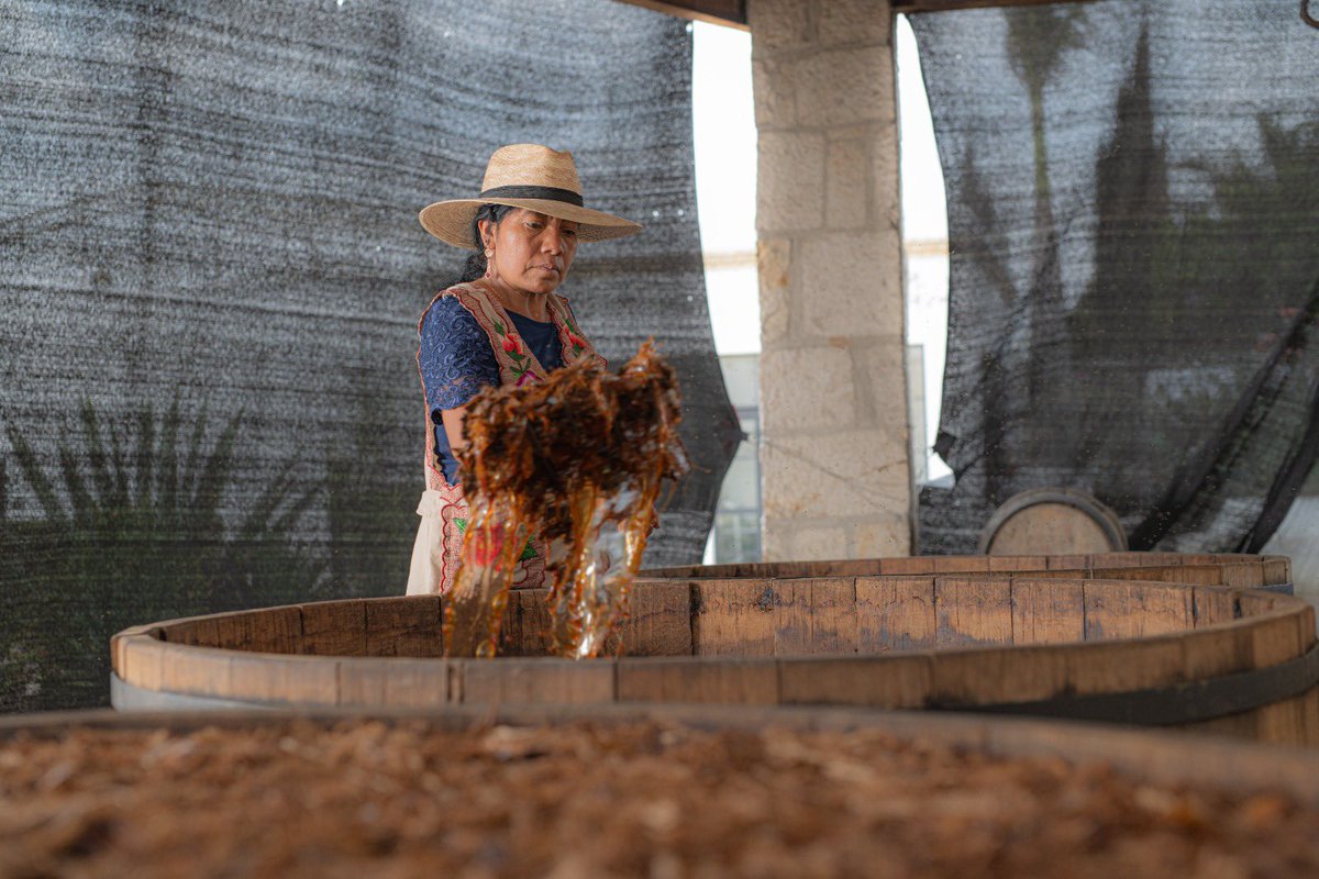 ¡Es lunes y el mejor inicio de semana es con mezcal artesanal! 🥃

Ven a visitarnos y descubre de cerca cómo elaboramos nuestro mezcal. ¡Te esperamos para compartir nuestra pasión por el mezcal junto a Juanita nuestra maestra mezcalera! 🇲🇽
#MezcalOroDeOaxaca #Artesanal