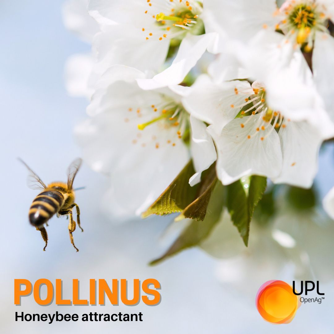 UPLAUSLtd's tweet image. 🌸Gearing up for spring in your #orchards? 🌳
🐝#Pollinus® attracts #pollinators &amp;amp; drives #pollination to support #bees &amp;amp; production of apples, pears, almonds &amp;amp; tree crops 🌳🍎
Learn more about how Pollinus® can increase pollinator activity 👉 bit.ly/Pollinus
#UPL #OpenAg