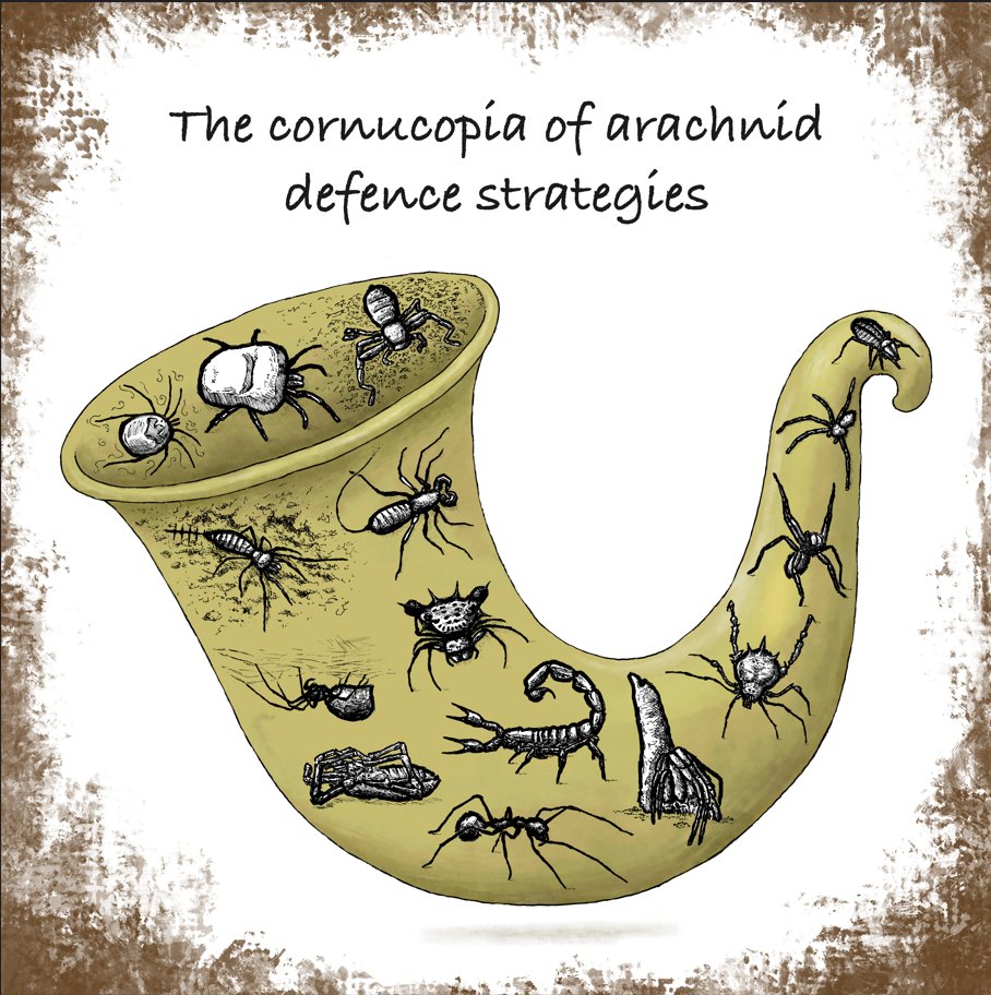 Today’s keynote speaker was Stano Perkar presenting his insights into Defences in arachnids, a lot of evidences to prove for the upcoming arachnologists! Such an interesting plenary talk! #eca2024 @ESArachnology Drawing by our really talented scientific illustrator @jago_MO