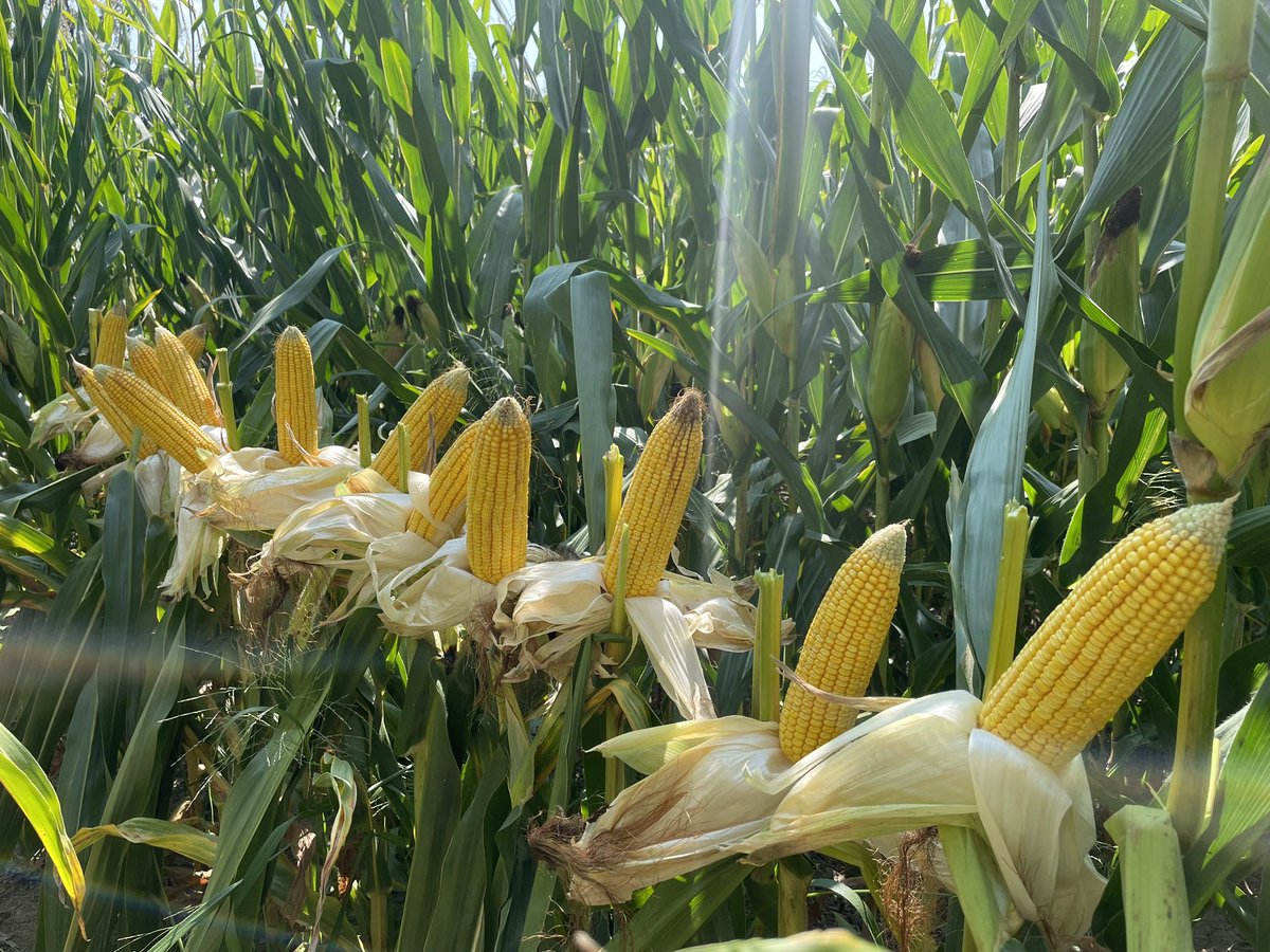 These models of consistency will be on a lot of farms next year. G11V76 and G12U11.