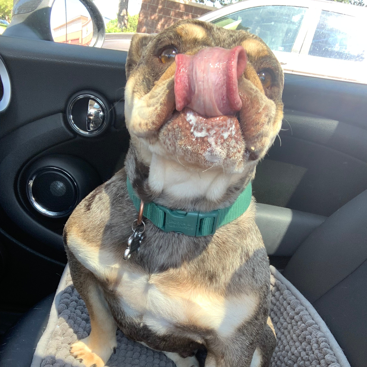 Happy International Dog Day! #internationaldogday
We adopted Ted from @bigbonescaninerescue and it has been pretty awesome having him become part of the family. #bulldoglife