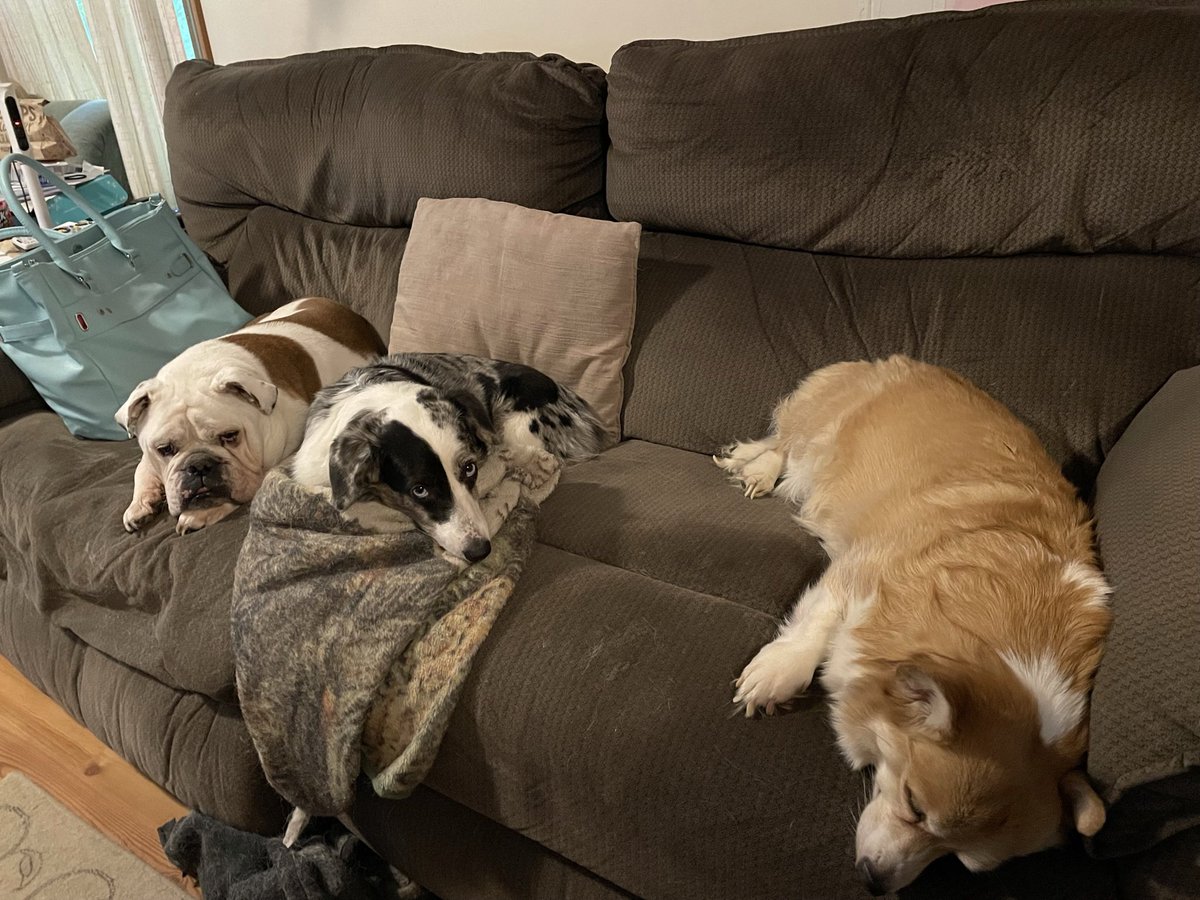 SnickSquirrel's tweet photo. @MTGNerdGirl Kingsley, Ash, and Angel. https://t.co/ziftOiqV3q