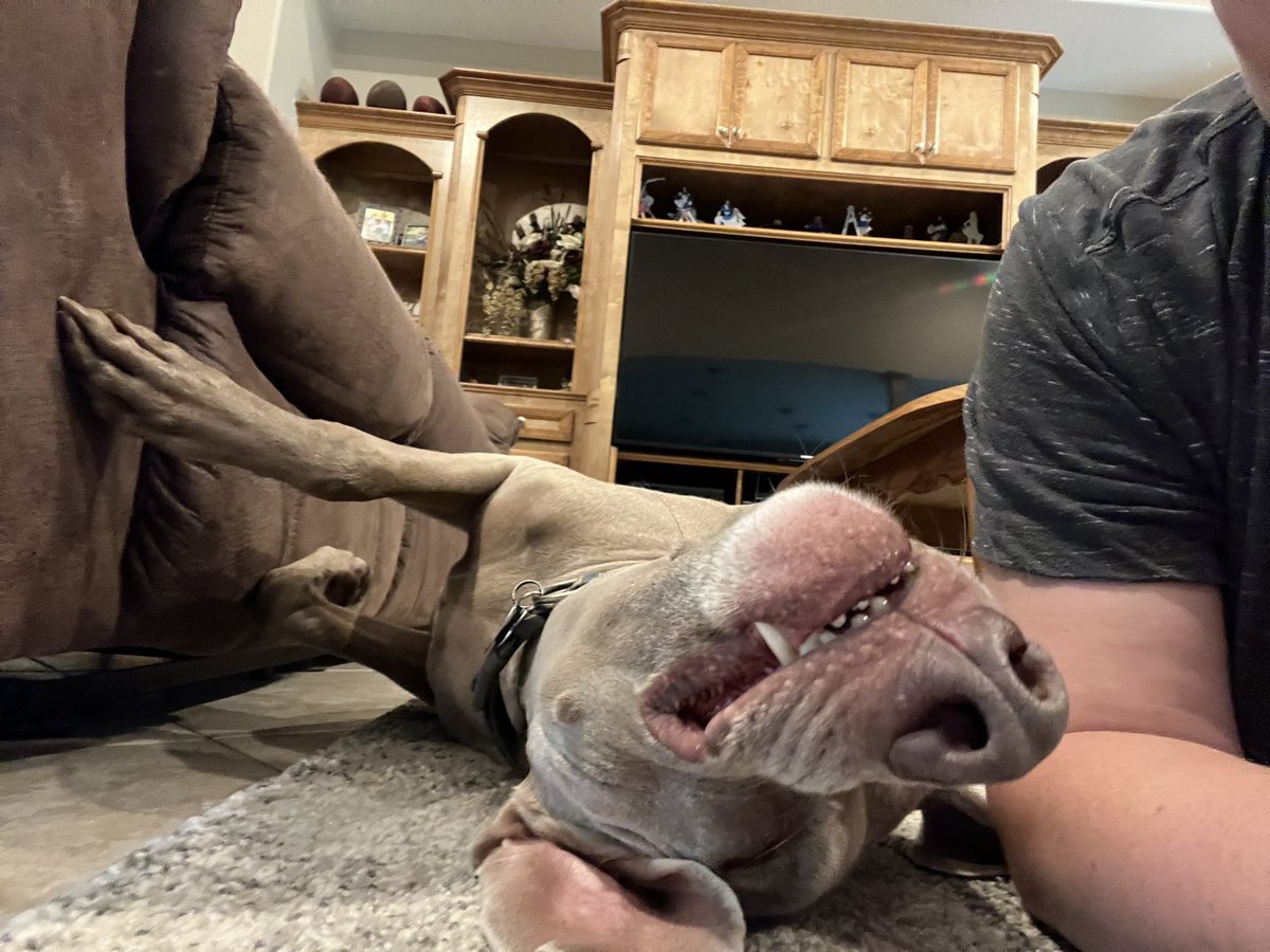 Happy International Dog Day! I love these 3! Allie, Nixie, and Charlie always keep things interesting! 🩷 #KMSCougarPride #KMSCougarJoy