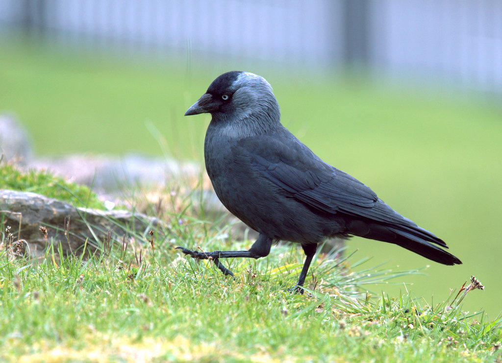 samuellanius's tweet photo. @kirola_hemant Jackdaw. England. https://t.co/r8zJZsvMwh