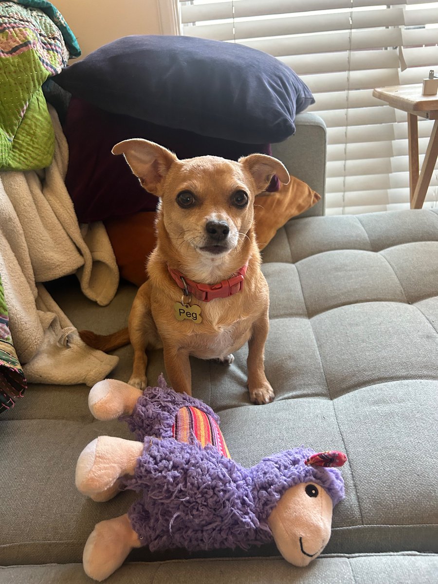 adamjsutton's tweet photo. @jtkantor can you play the song that I named my chihuahua after? Peg by Steely Dan https://t.co/5fVsY6rUIp