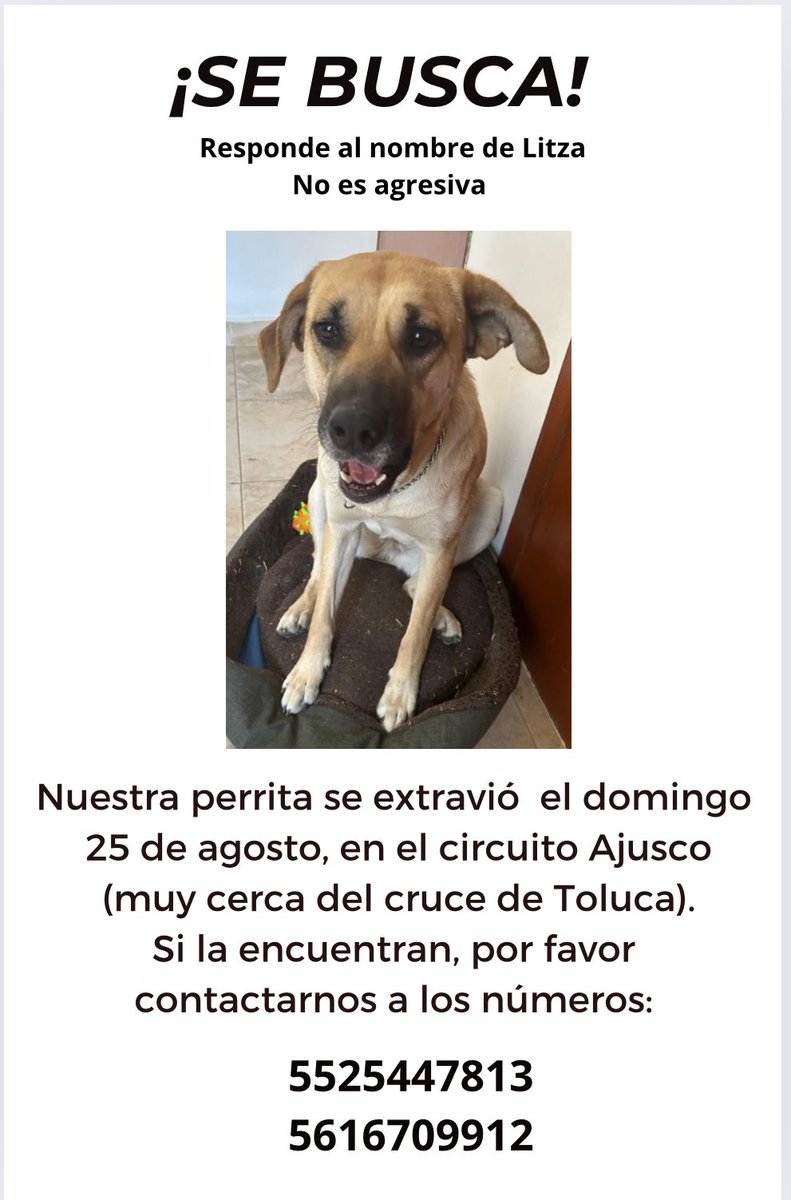 yolarebelde's tweet photo. #perritosextraviados #Ajusco #PicachoAjusco #CircuitoAjusco #Toluca https://t.co/r9u3pUPHtw