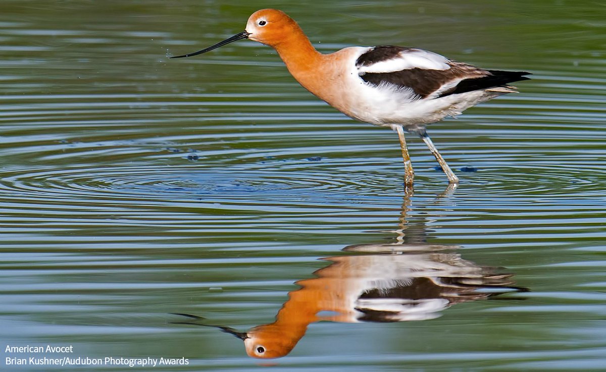 For the first time in 30 years, a migratory bird census is being conducted across 700,000 acres of wetlands on Great Salt Lake to help decision makers more informedly protect this critical habitat. @Fox13 spoke to Audubon’s <a href="/MMMTheBirder/">Max Malmquist 🪶</a> about the count. bit.ly/4g3kC5y