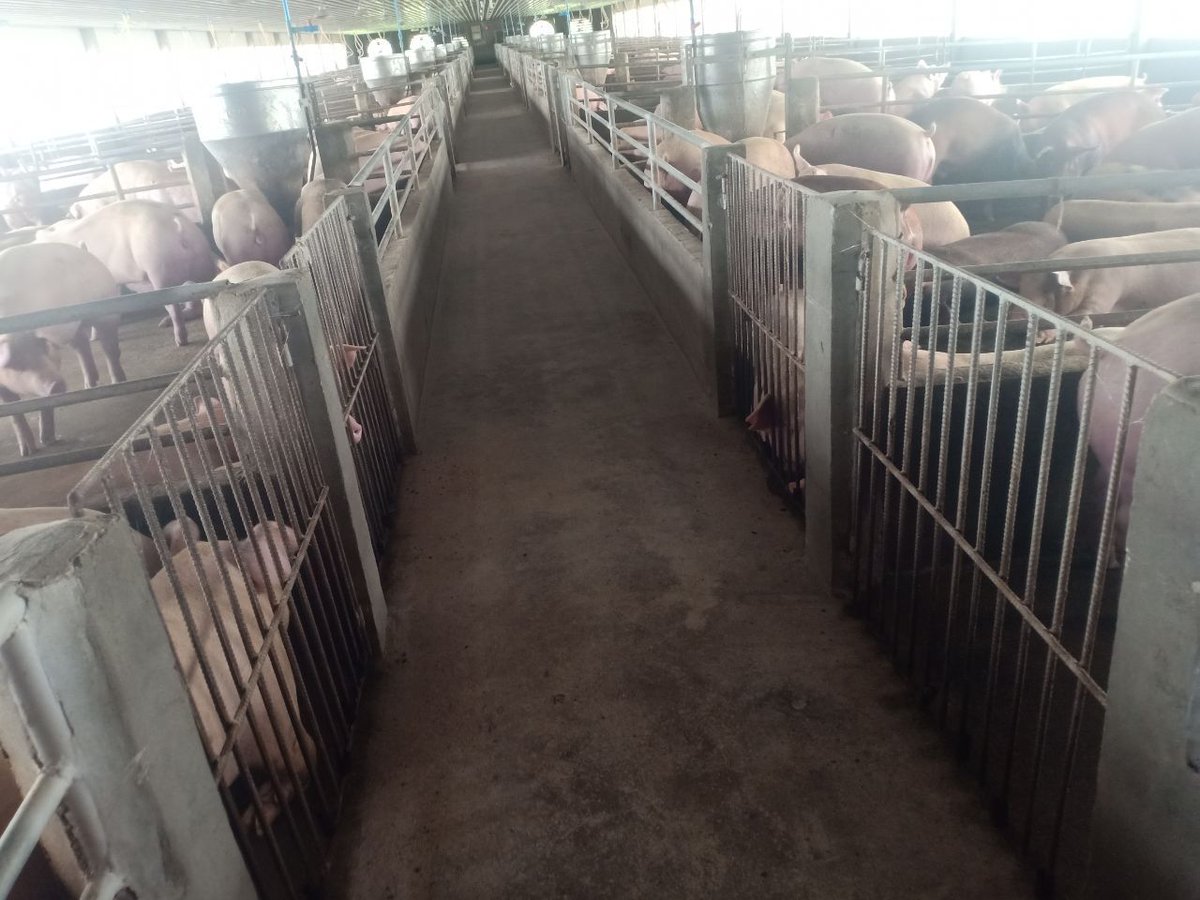 ChetPhirum's tweet photo. Rapidly growing of pig production, it`s raise big concern of oversupply incoming future as all companies scale up the production. Recently, Cambodia General Department of Animal Health and Production has announced the measure to control the sow through audit sow of each companies https://t.co/qk5nBGz1WQ
