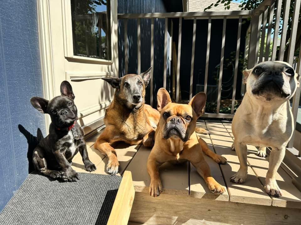 Happy National dog Day!  It’s to hot to do anything but lay on this couch and ignore the <a href="/TheDeadBeatBros/">Copper, Frank & Wicklow</a>