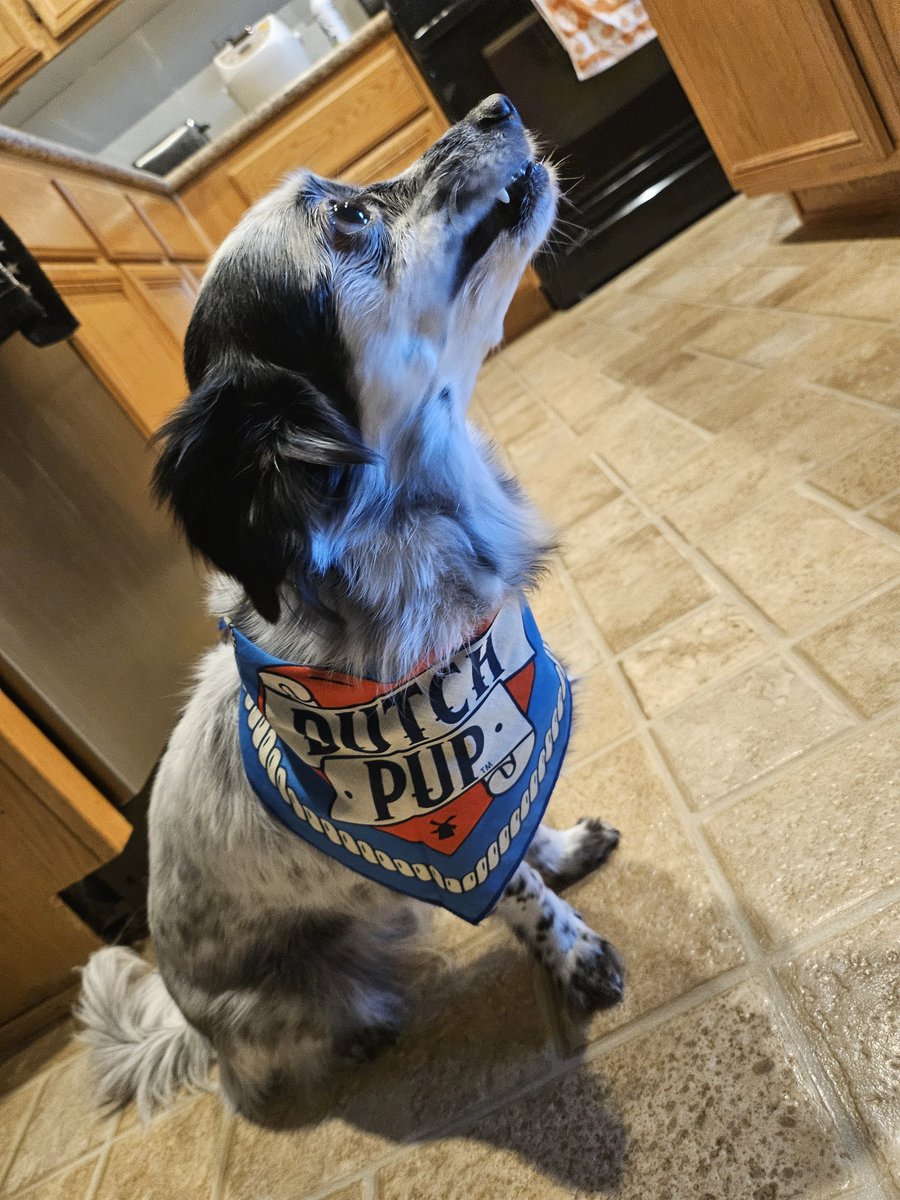 Hikachuu2's tweet photo. Its our #dutchpup @DutchBros https://t.co/ak73sWTPaQ