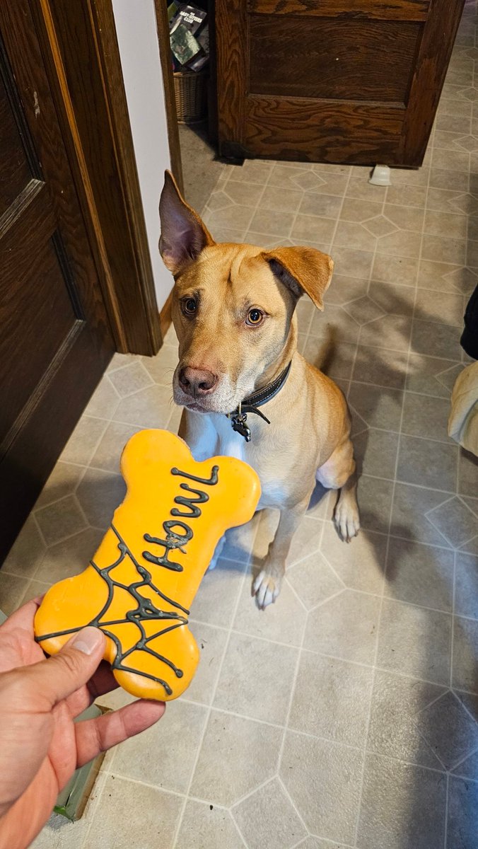 OMG it's National Dog Day?? Well damn here's my poopy pupper.

#doggo
