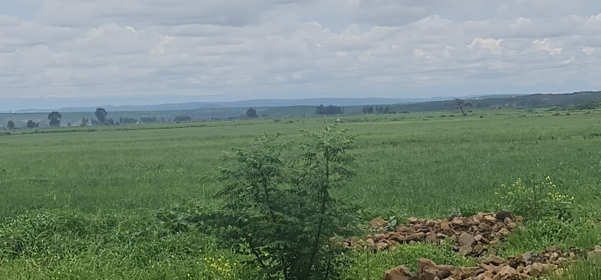 EriPrism's tweet photo. #Eritrea, this year's rain has good distribution. Crops are in good shape.
แแแจแตแณแญ แ แ แแแ!
#Debub region, Tsilima plains. https://t.co/NPpWJYLYXW