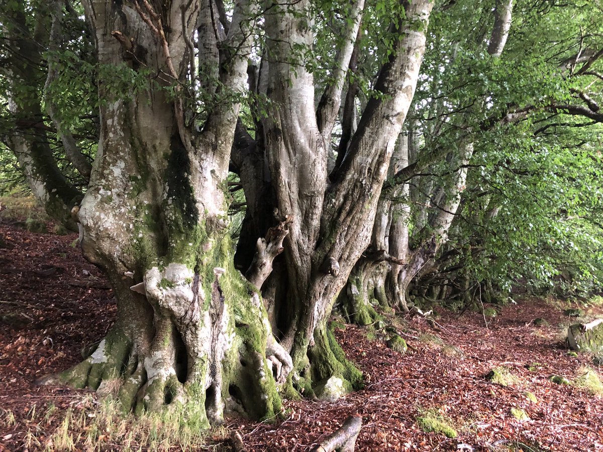 Ian Edwards tweet media